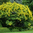 Panicled Goldenraintree